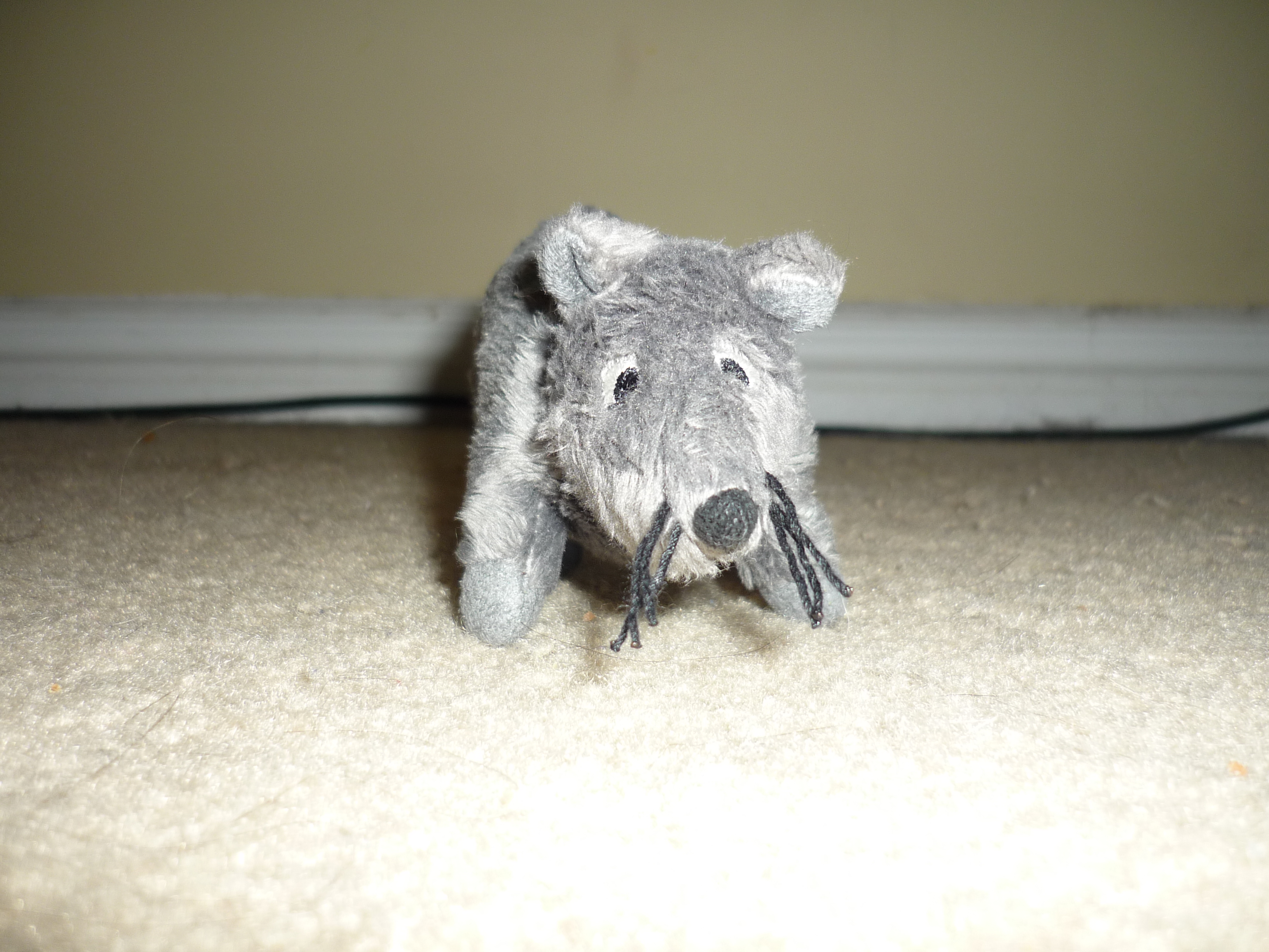 rat